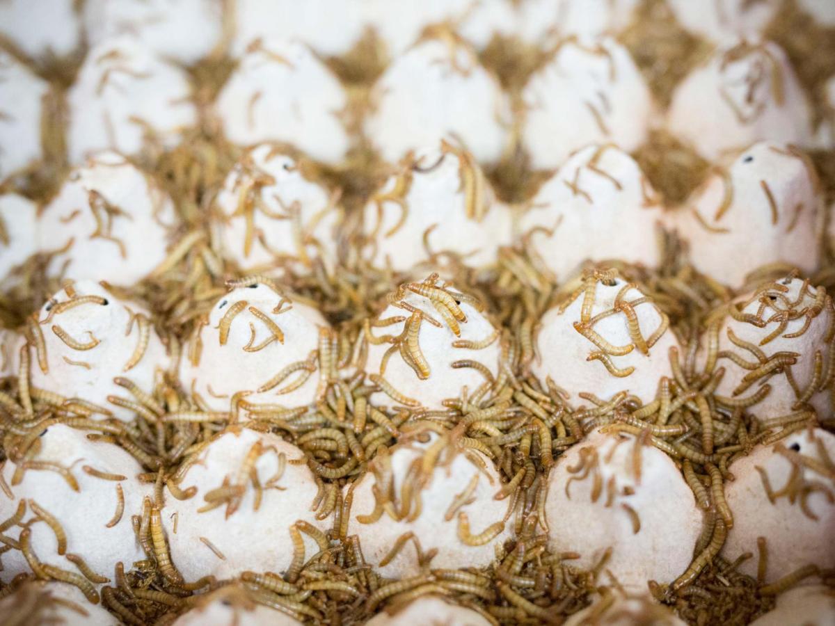 Mais tarde ou mais cedo, os insectos vão chegar-lhe ao&nbsp;prato