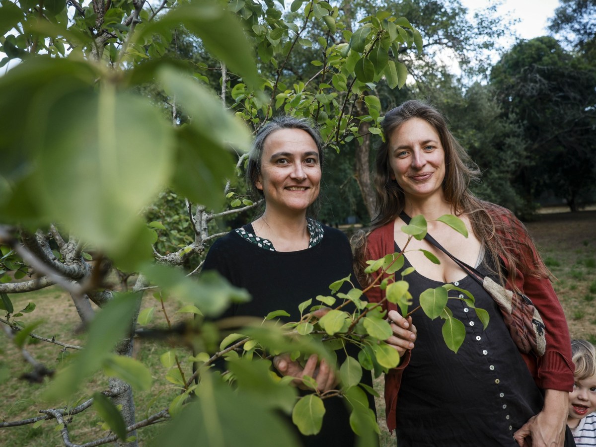 Falling Fruit: vamos respigar nos jardins das&nbsp;cidades?