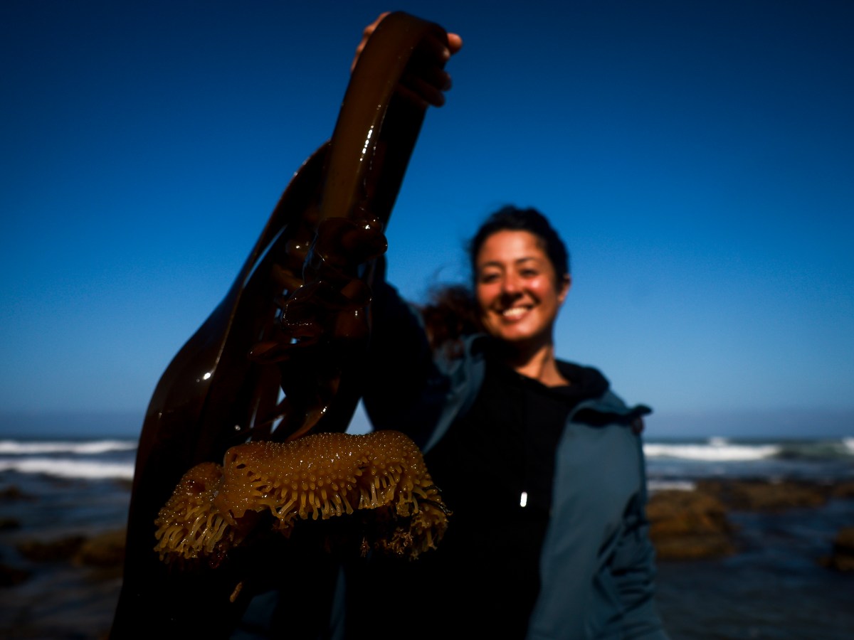 Rota das Algas: as rochas da praia são uma horta onde quase tudo é&nbsp;comestível