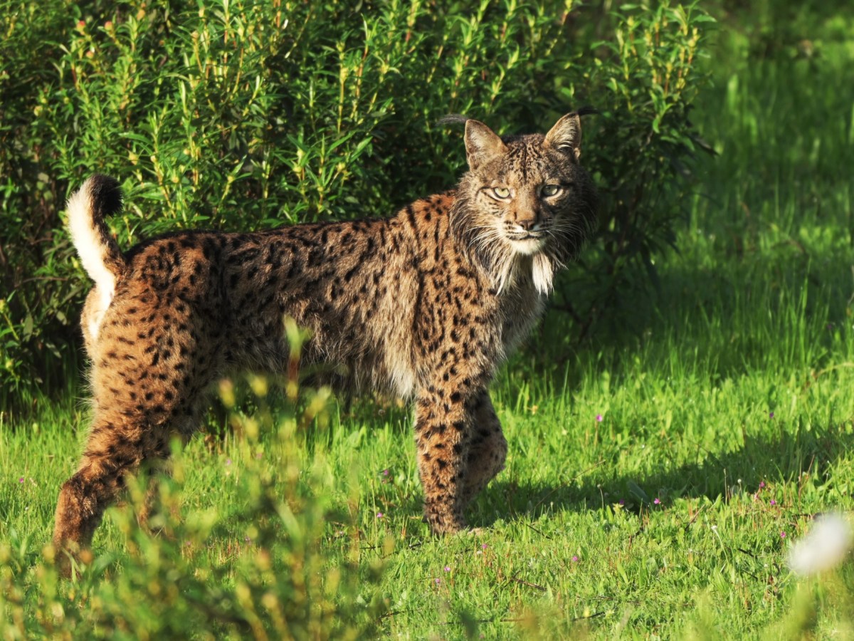 A reintrodução do lince-ibérico em Portugal foi um sucesso. E&nbsp;agora?